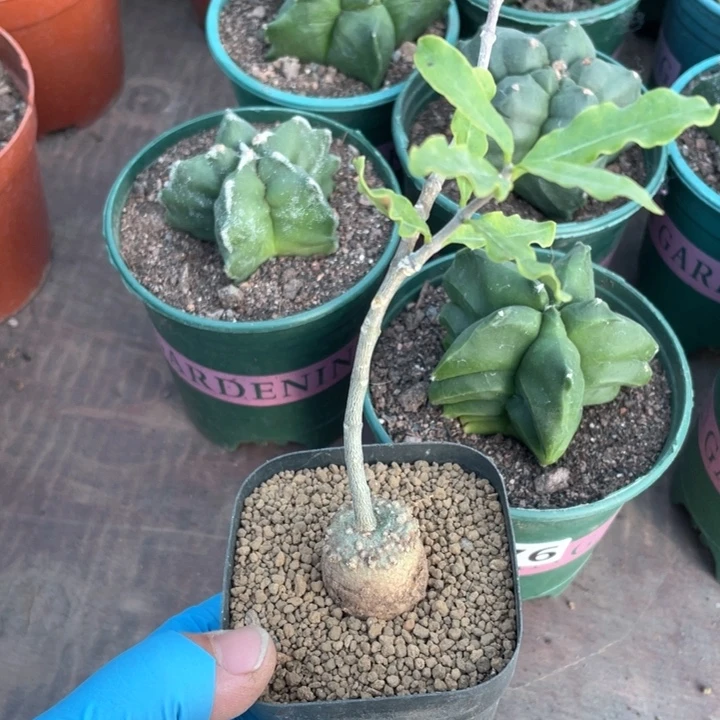 官***植988火星人块根植物