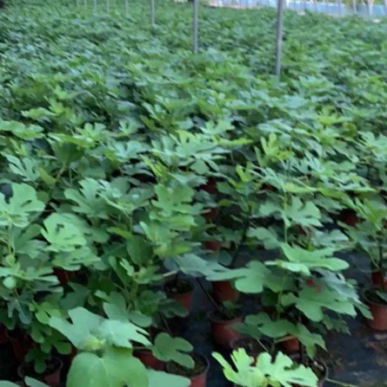 大果波姬红芭劳奈2个品种发2盆原盆原土发货植物四季丰果无花果苗