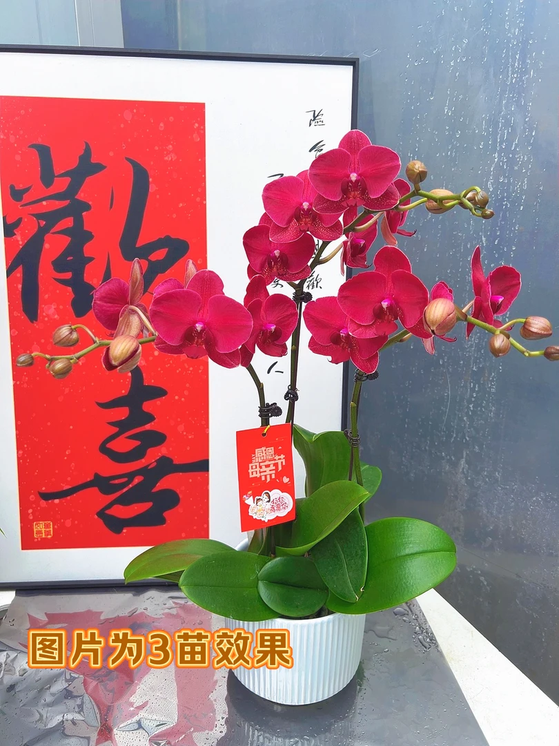 [蒙特勒06]3.0寸复古红色中花蝴蝶兰带花发货（微瑕）