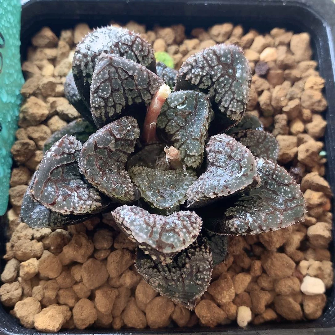 摩多寿一物一拍带盆