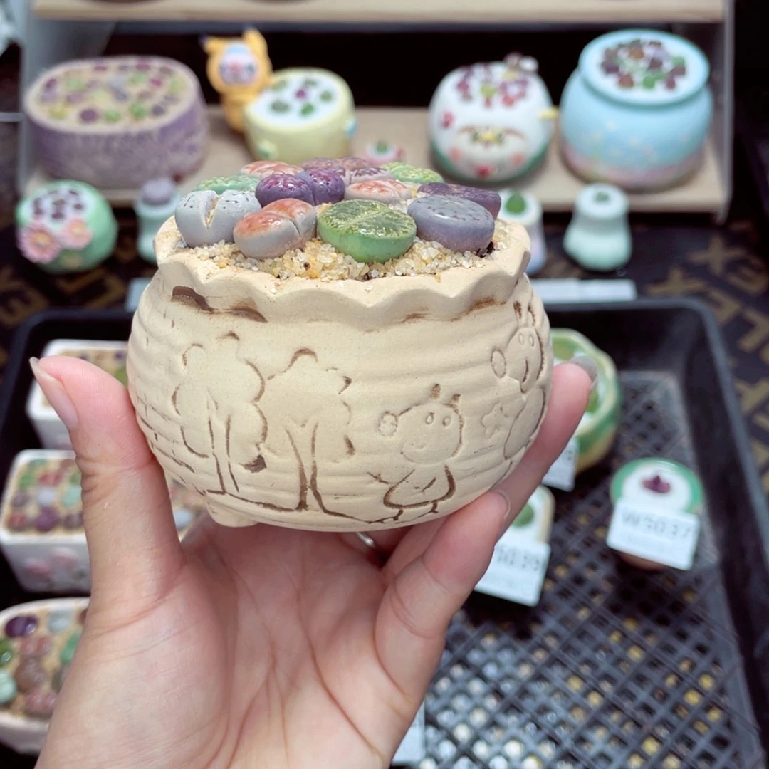 w5044 带盆土发货一物一拍