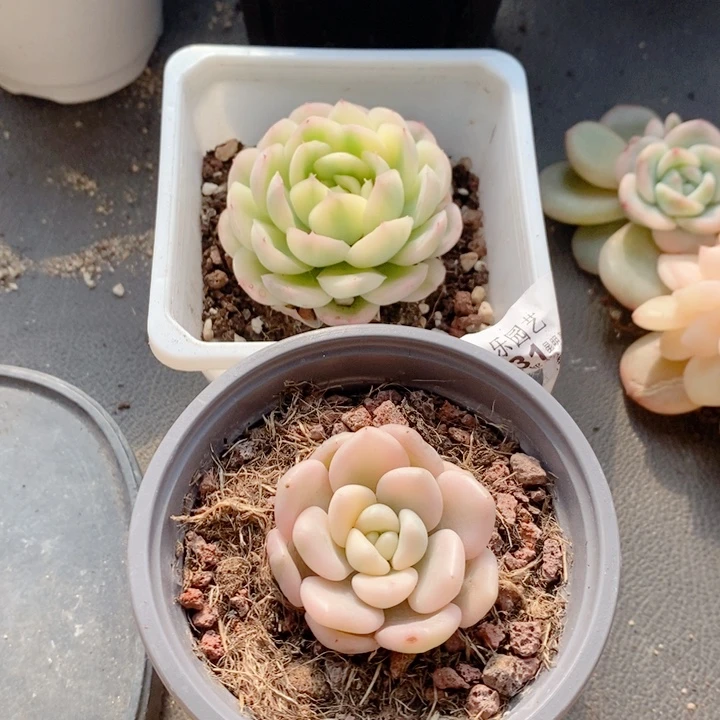 假**福两颗一起多肉植物