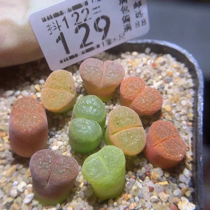 精品生石花122.129