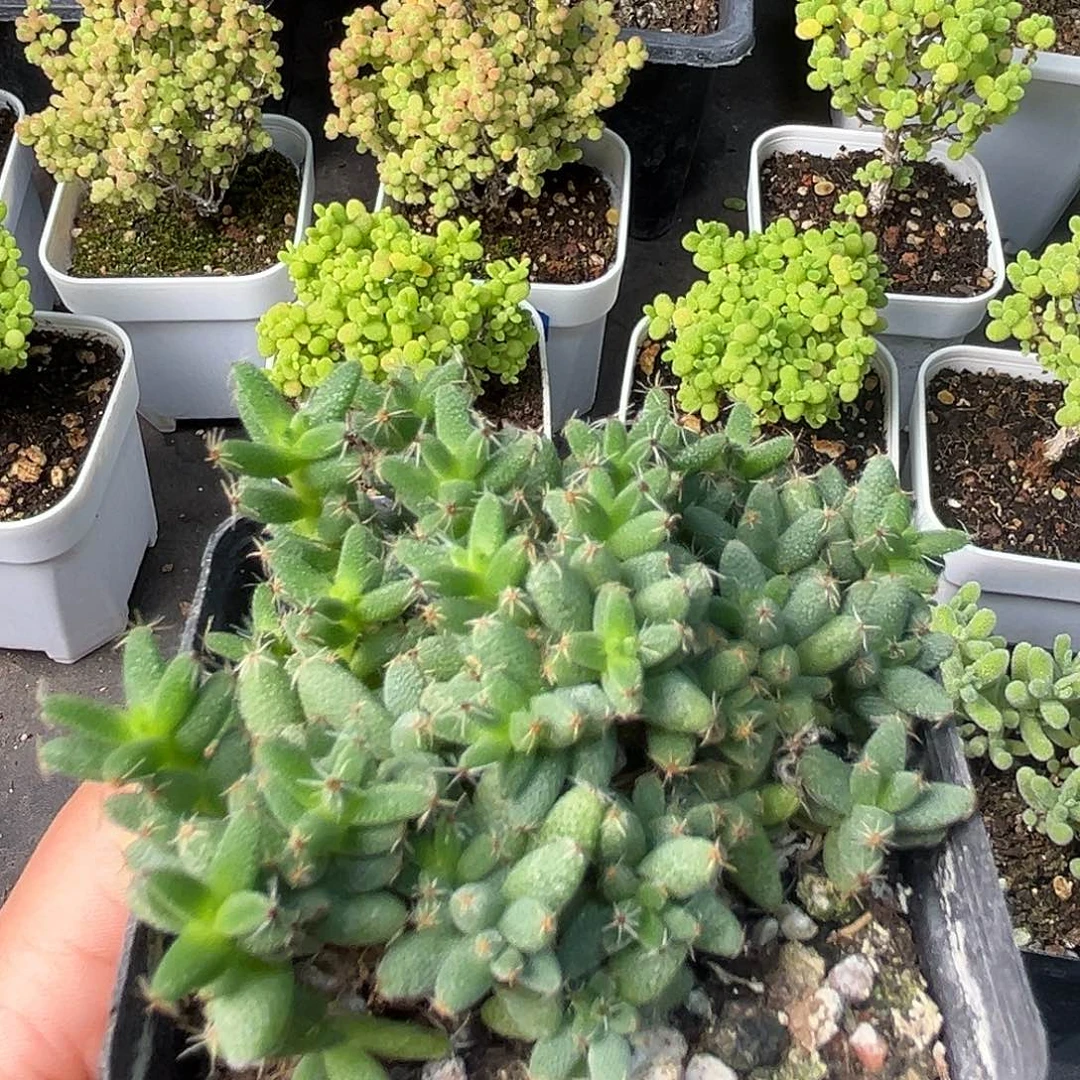 778爆米花。