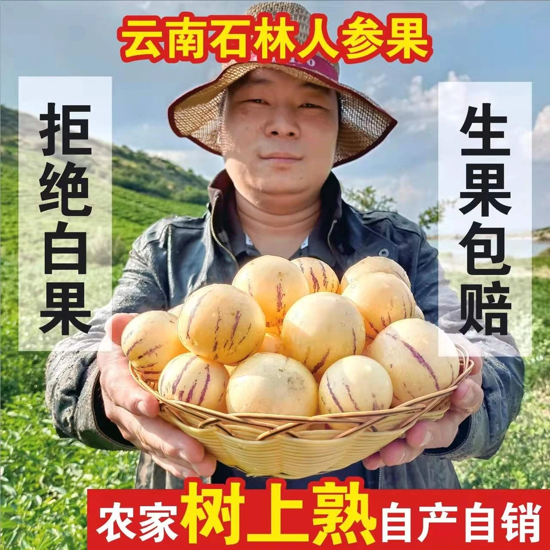 【老木凹村】9+糖云南石林树上熟风化石火山岩人参果黄肉圆果清甜