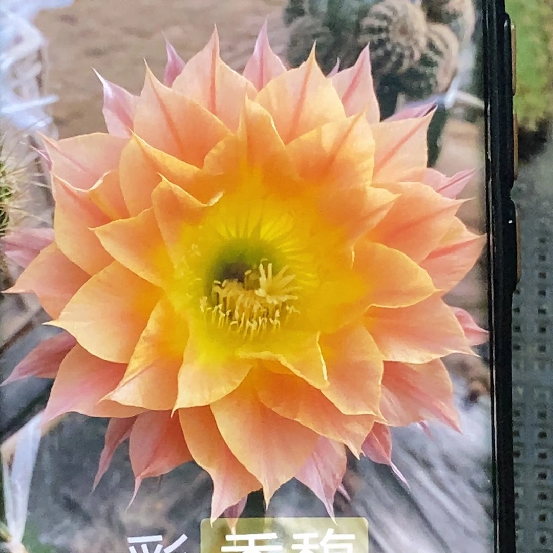 彩香馥侧芽歪20包邮/5公分