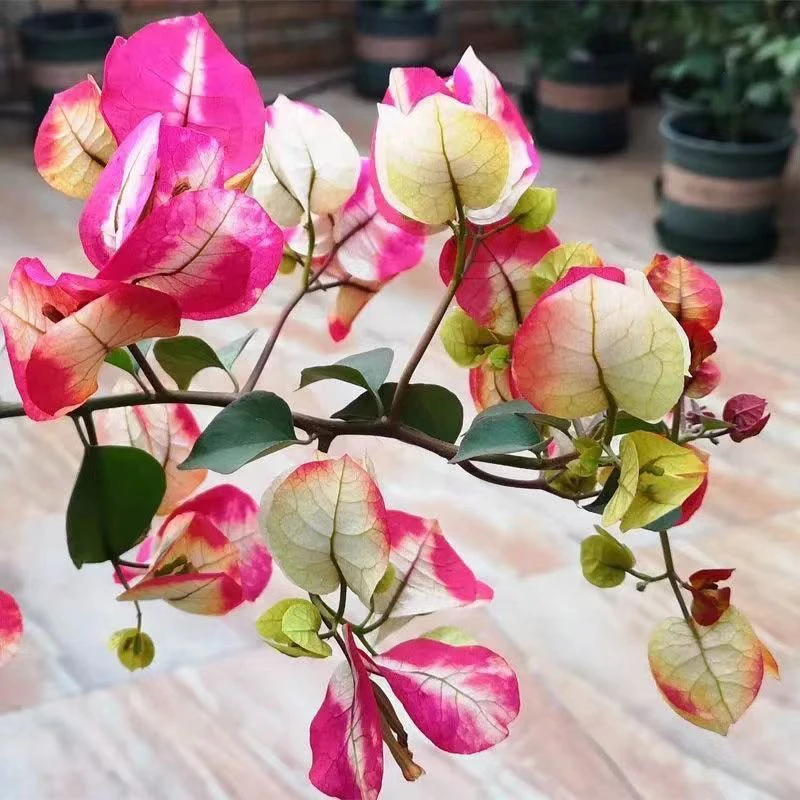 凤凰 三角梅大苗好养易开花花卉基地  不带花