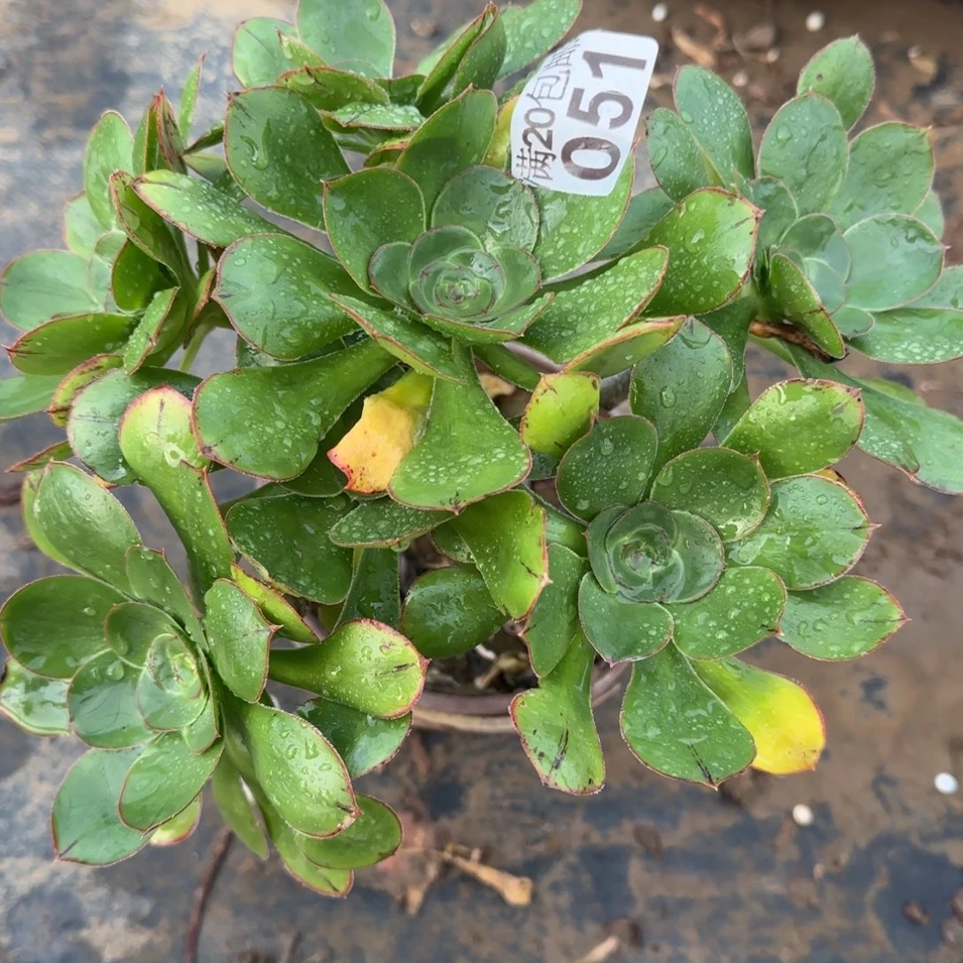 艳姿051满20包邮断枝不包