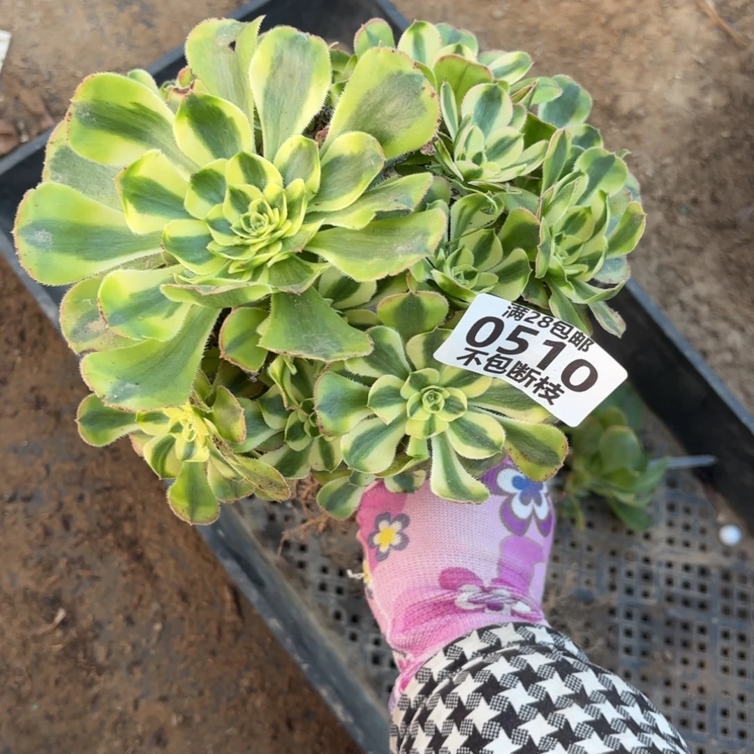 M. 510两颗多肉1223，cad