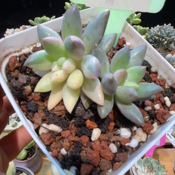 红蜻蜓锦134号的啊啊啊多肉啊啊