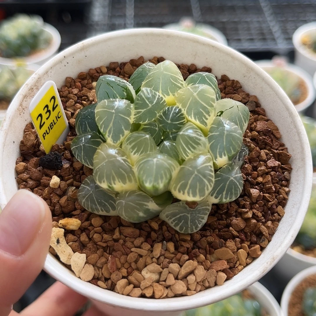 232糊斑湖水玉露锦