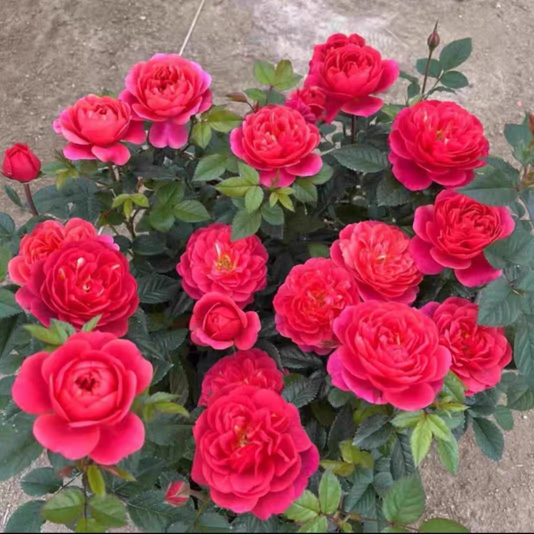 红色果汁阳台 月季花苗盆栽微月庭院大花玫瑰阳台