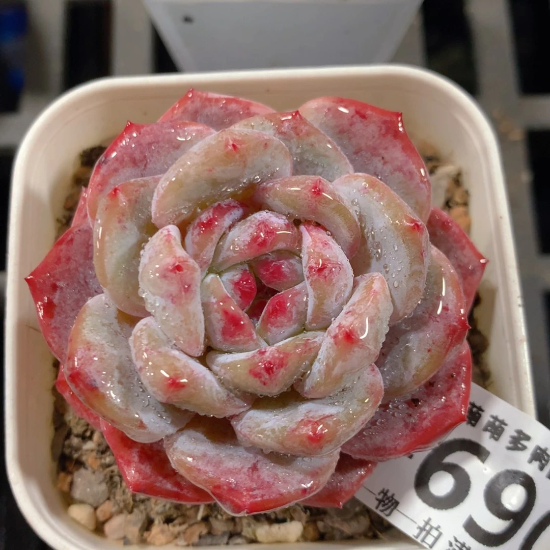 5CM拇指盆精控多肉ZL690