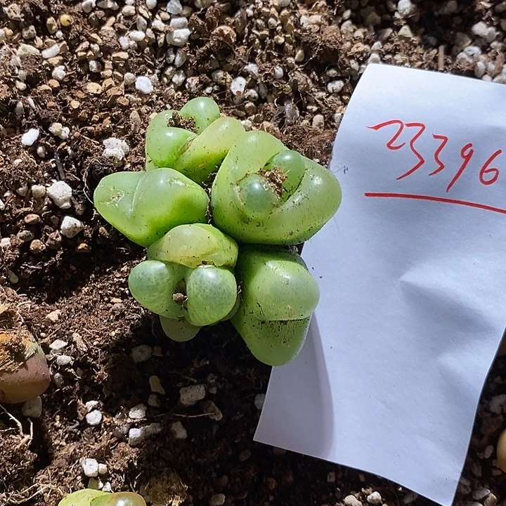 ௸***ᧁ23396。   一颗。