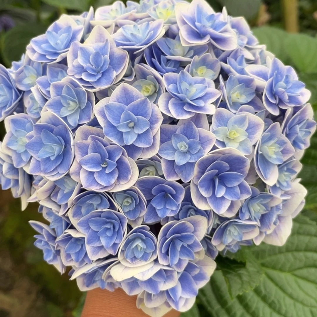 绣球切花一物一拍3枝起包邮，74
