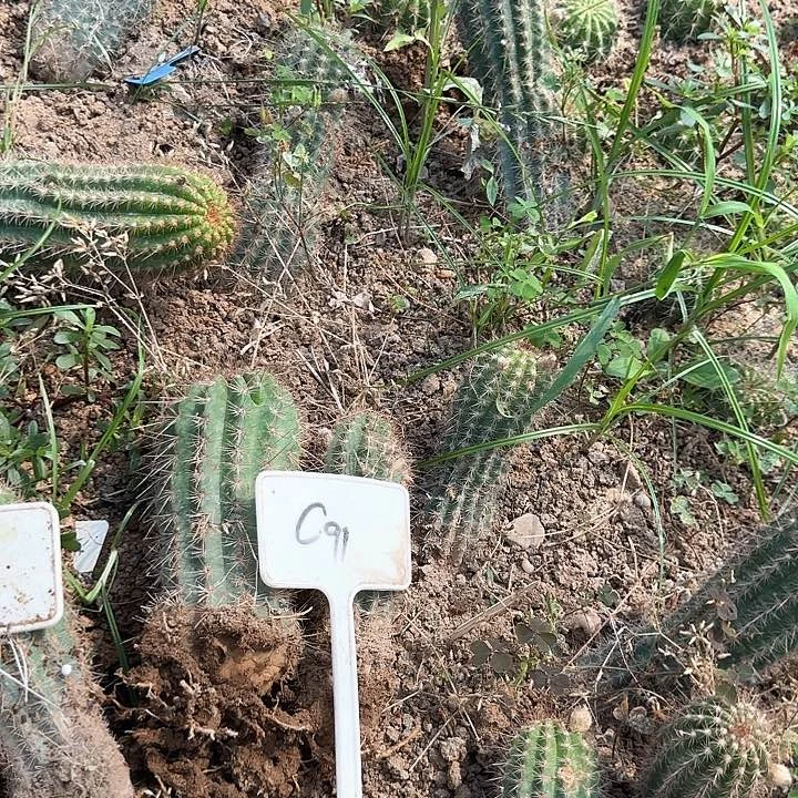 8***9C91毛花柱瑕疵球20的