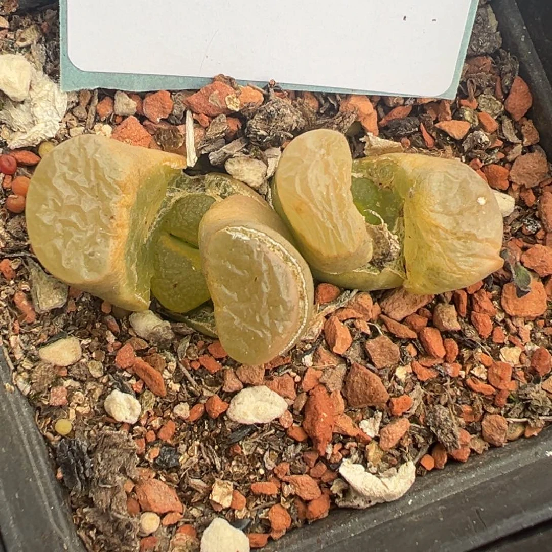 19-54磁铁风铃多肉植物