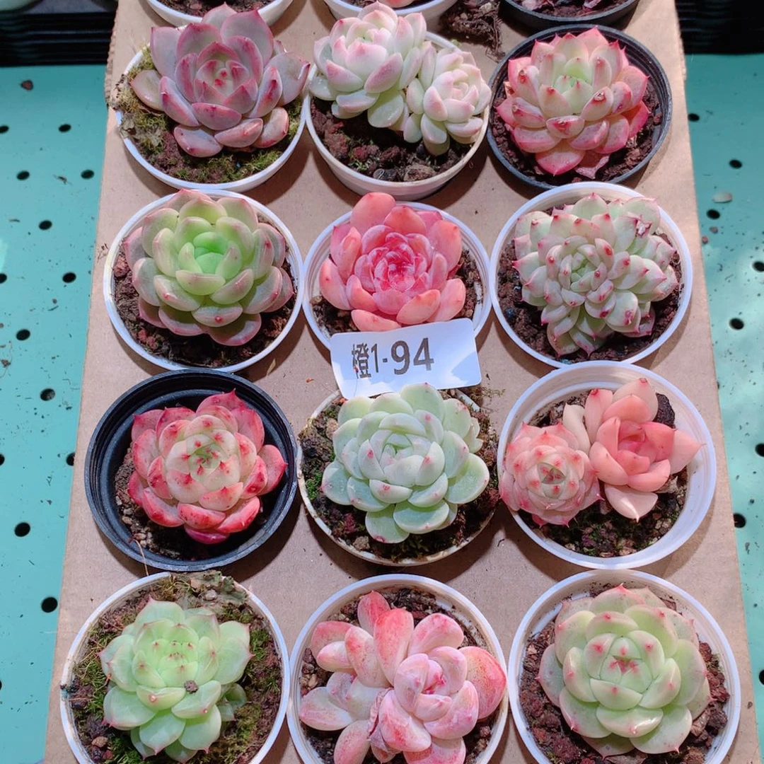 1-94一物一拍多肉带盆18颗
