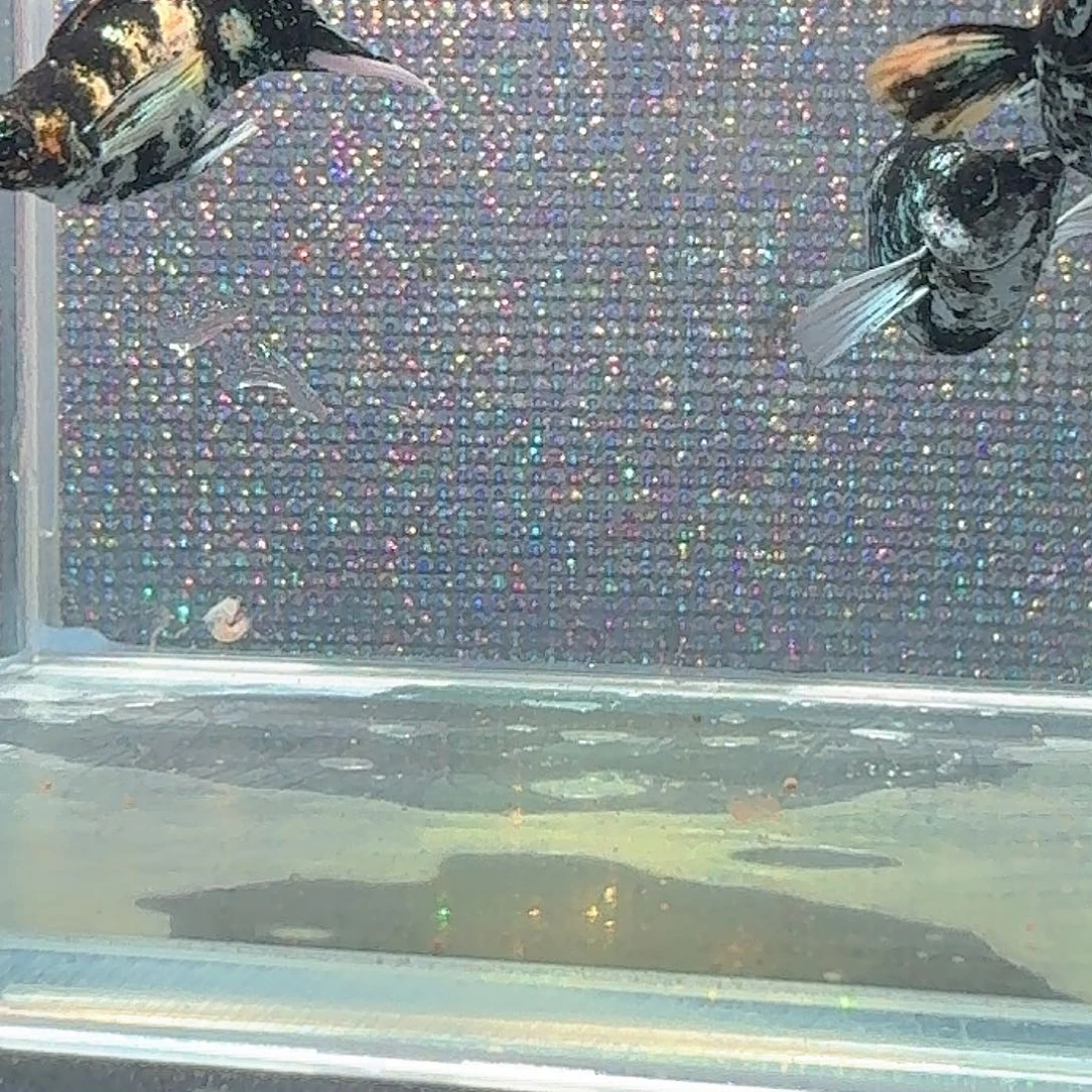 海水鱼越系三色玛丽2公1母