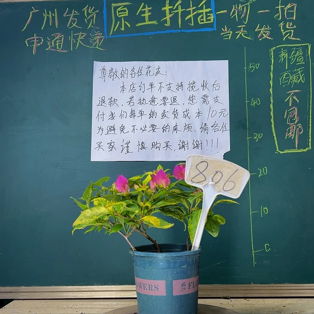 当前无花栽培后可以开花三杆 斑红樱（剪盆发货）806