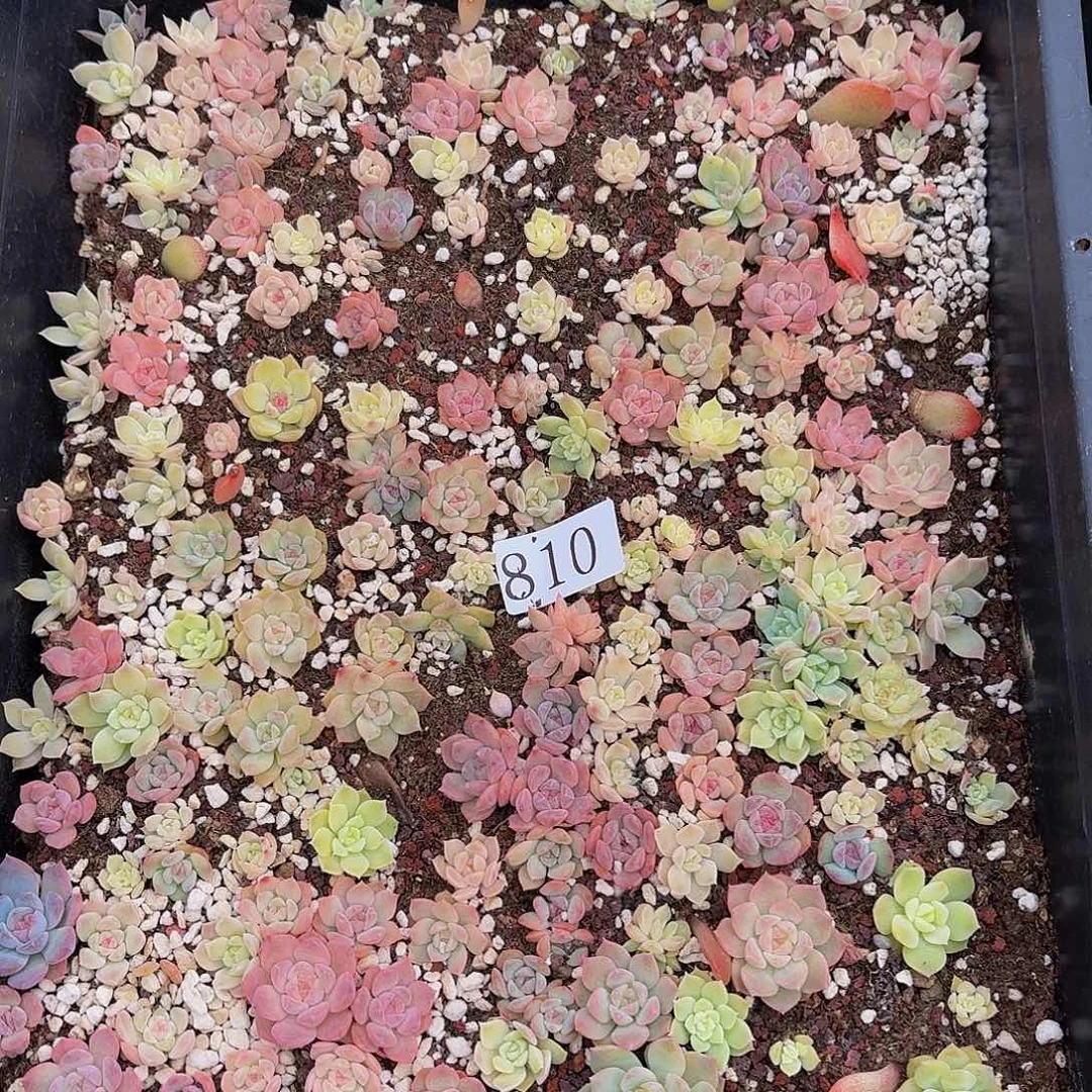 多肉植物多肉植物810