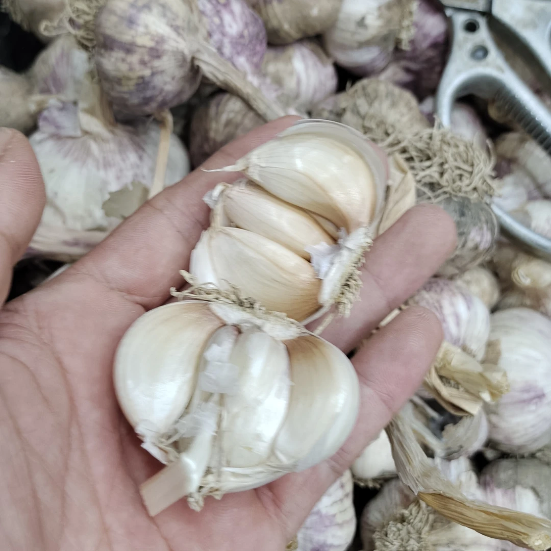 老马自种自吃本地蒜无农药化肥除草剂3斤包邮