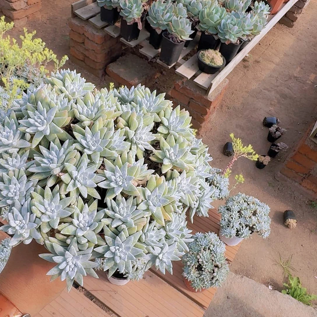 海*多肉植物满20包邮