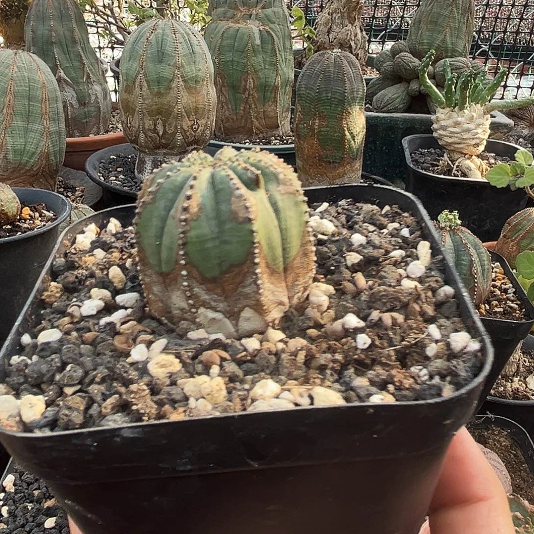 植物特殊性，拍下不退不换