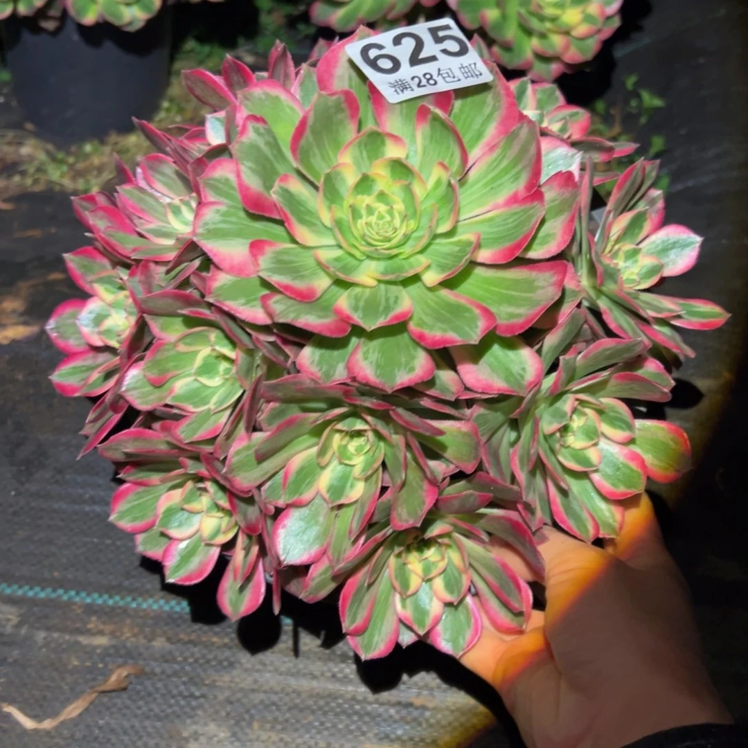 多肉植物625赤子心