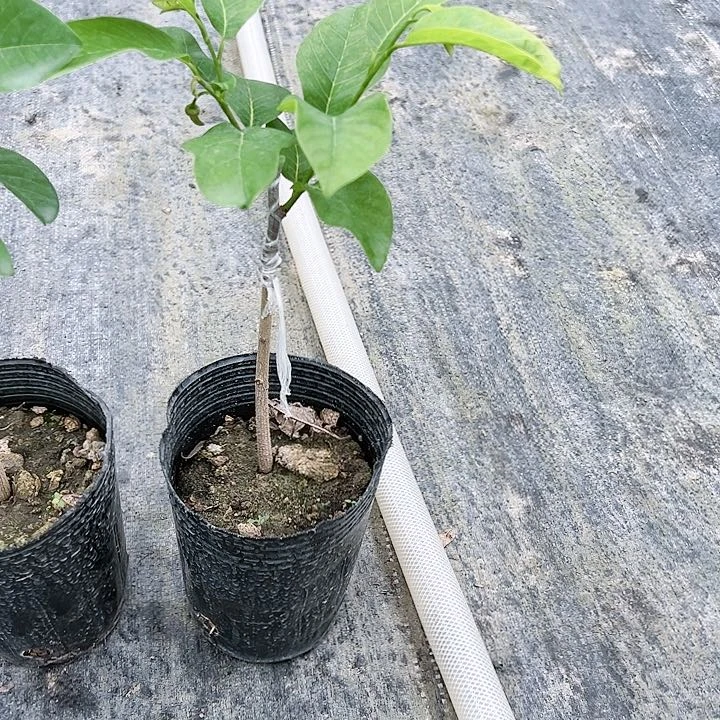 珍珠芭乐用****21234555555