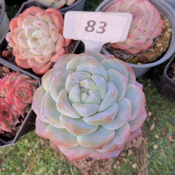 健健康康平平安安