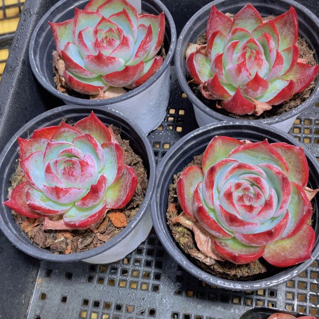 1217号 宽叶惊鸿仙子单头一个