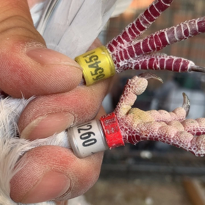 一对红雨点451和260红红红