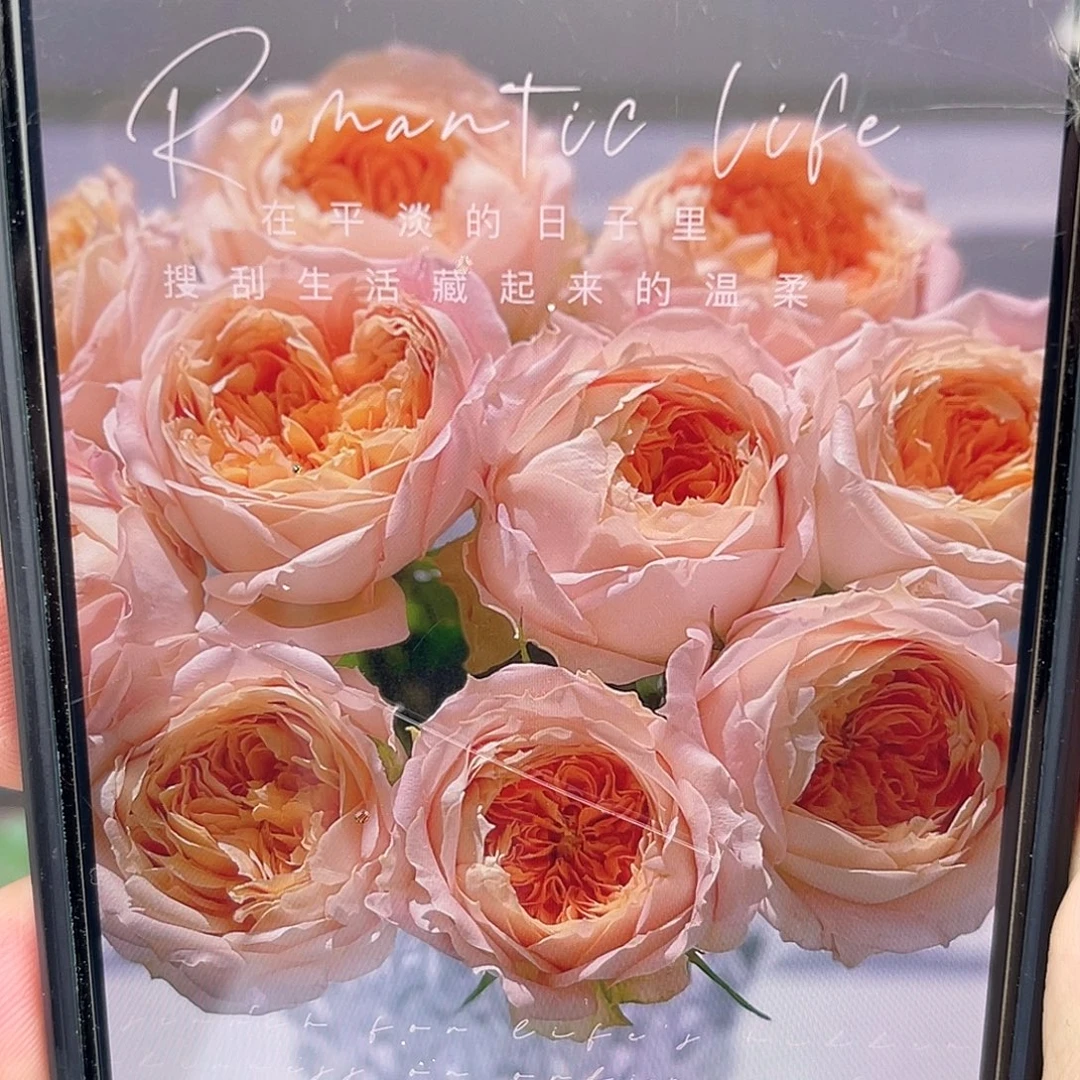 无花朵——-奶糖古董 福利款