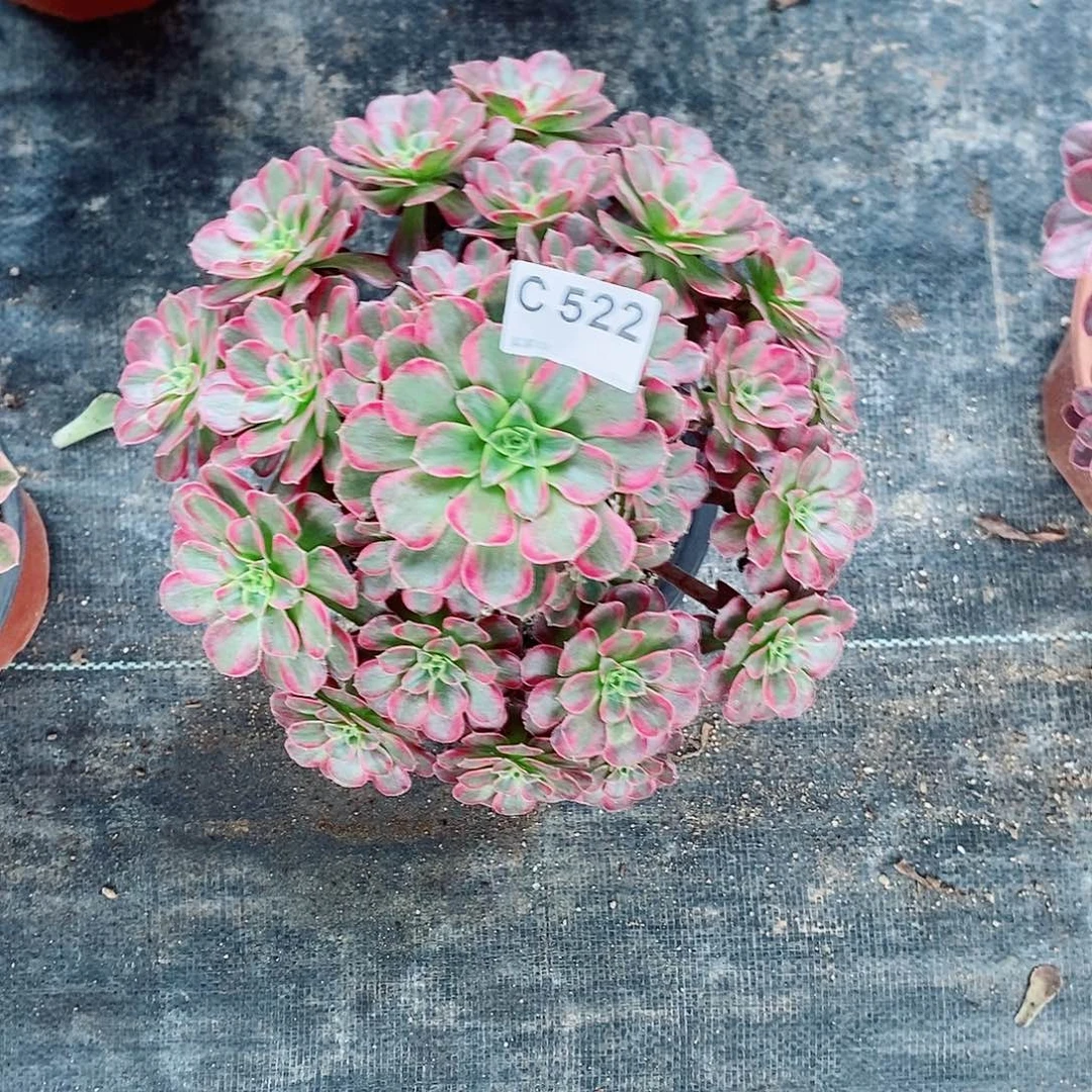 安娜522多肉11111