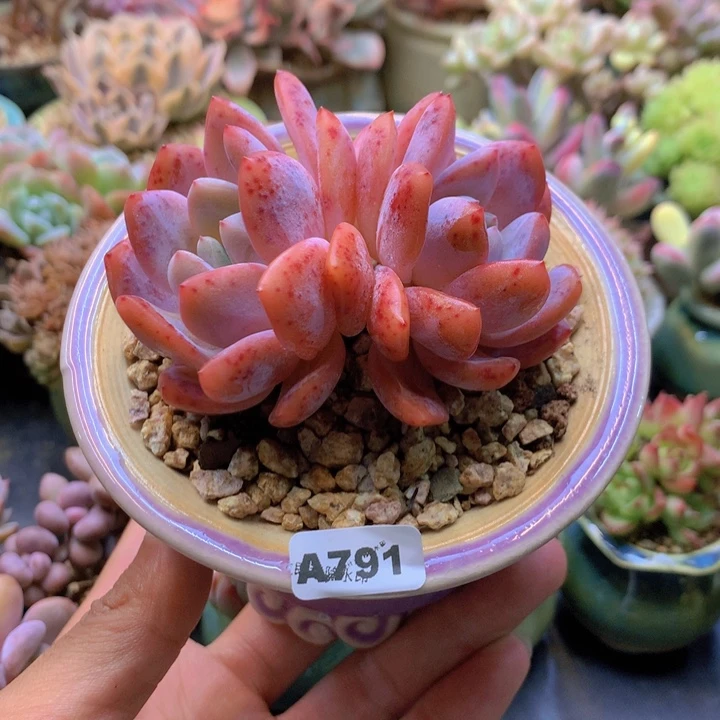一物一拍含盆土满38包邮A791