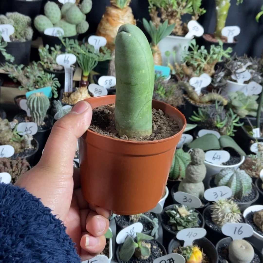 程程柱子一物一拍