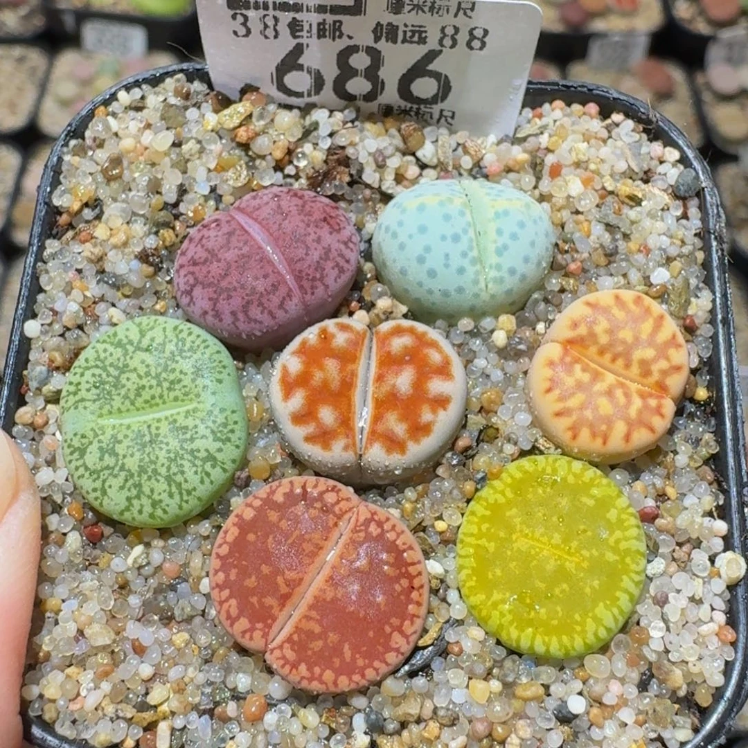 Ssss精品生石花686