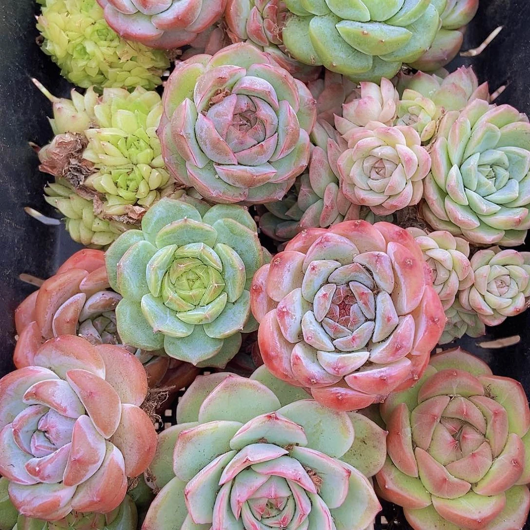 00000000000002量拍保底20颗