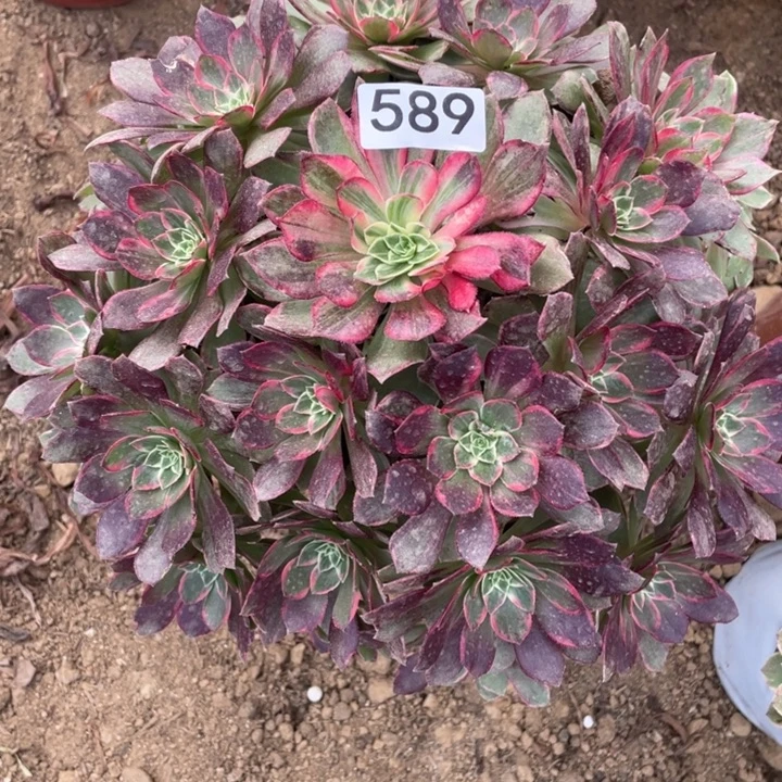 无花朵589多肉植物莲花座