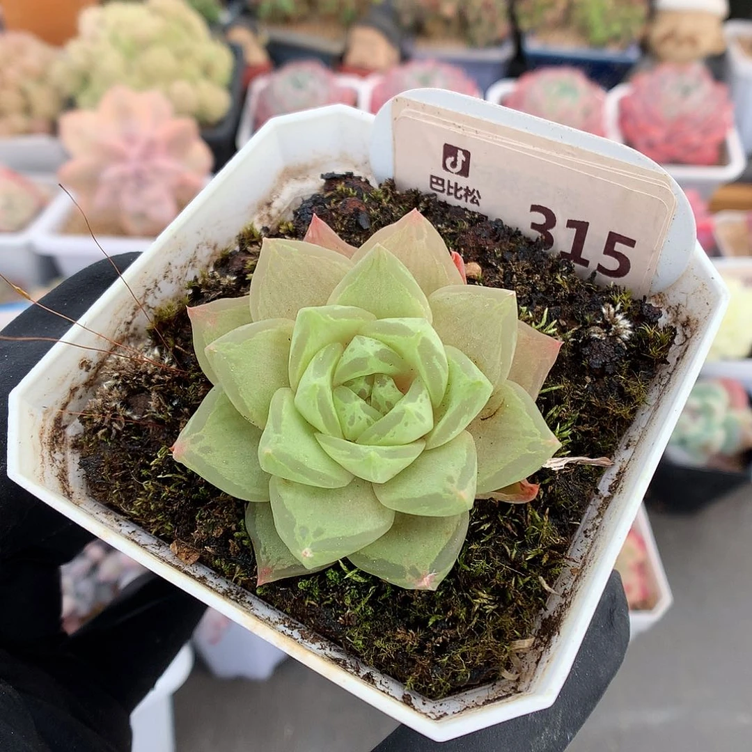 哈****?315 罗西亚多肉多肉