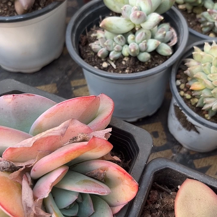 企鹅3567889万吨888899