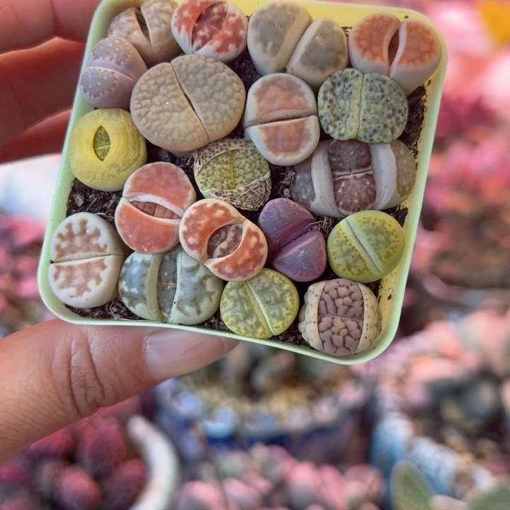 一物一拍，感谢支持