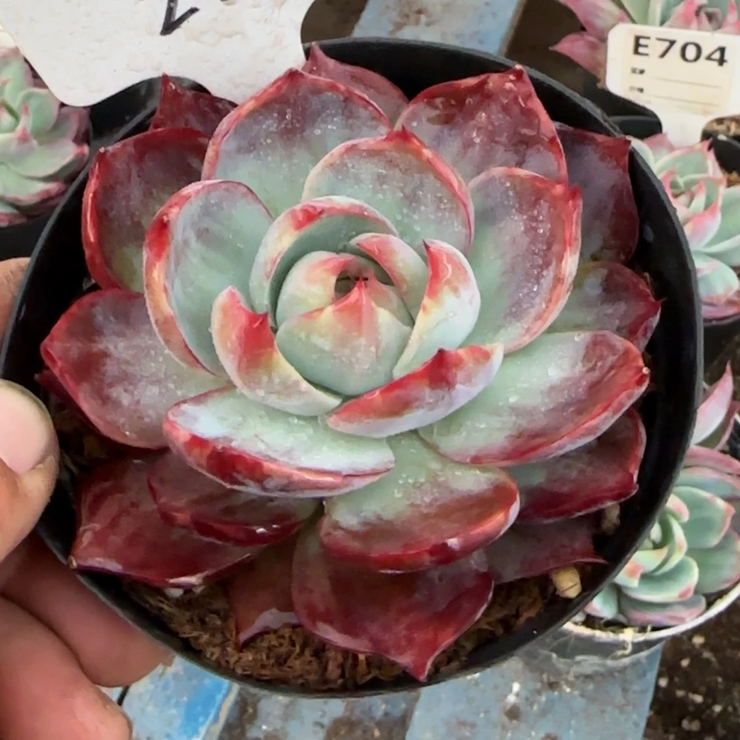 粉红花脸拉丝惊鸿一物一拍包装收缩花225