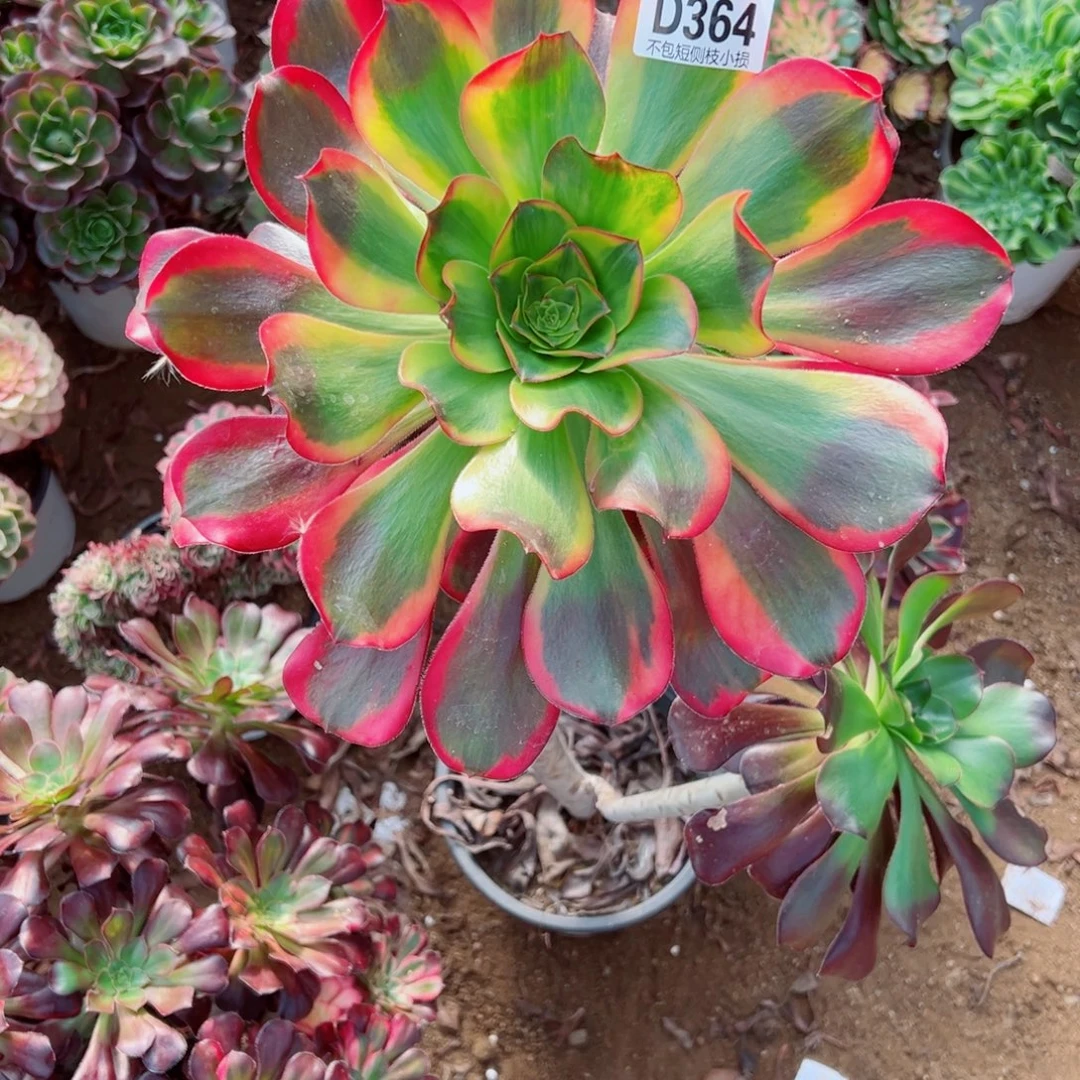 364乌毒七彩雨子多肉植物