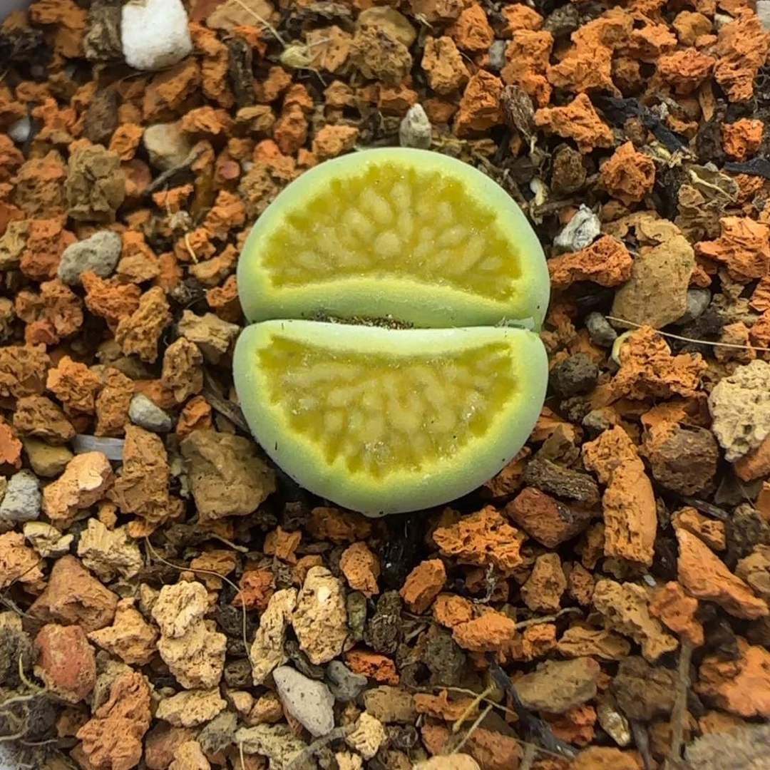 787 生石花大棚直播