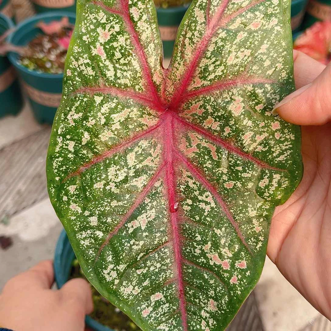 完全开放泰彩一物一拍1859