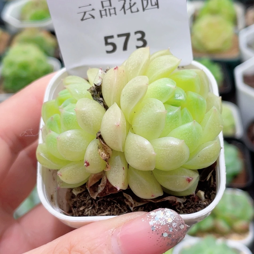 阿***y573号糖心冰心珍妮 柠檬泡