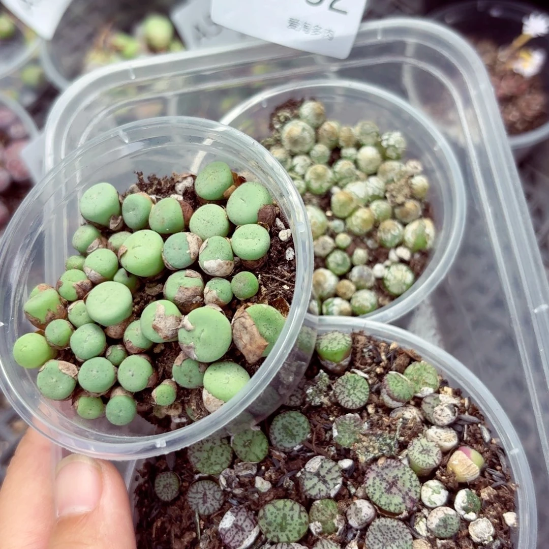 5532–生石花 生石花