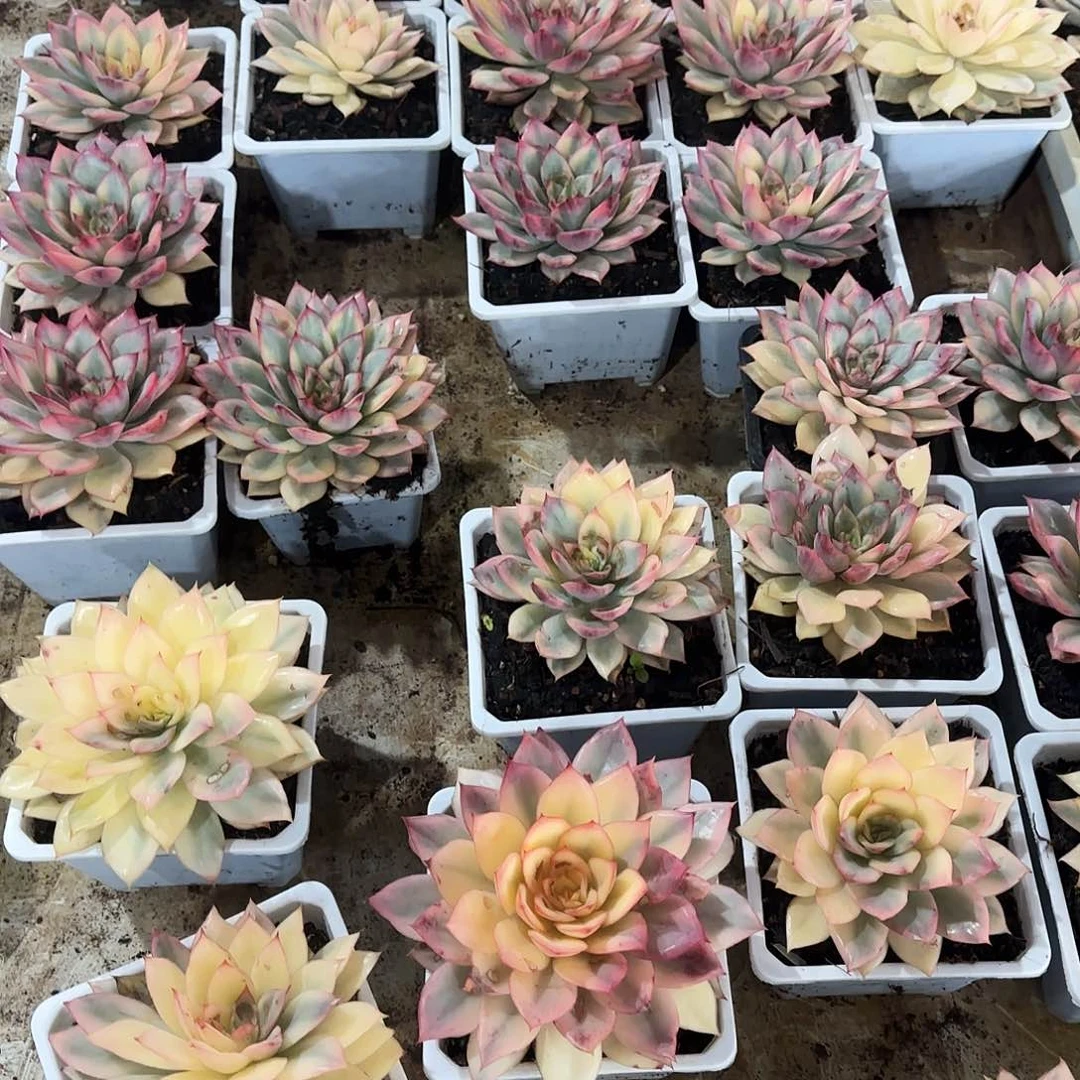 月光女神锦多肉植物